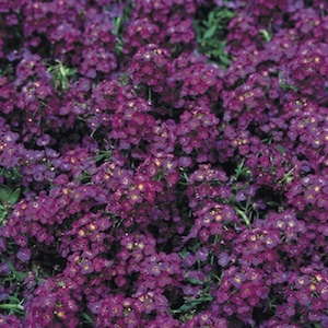 Alyssum Purple