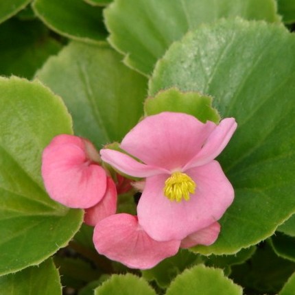 Eureka Rose (green leaf)
