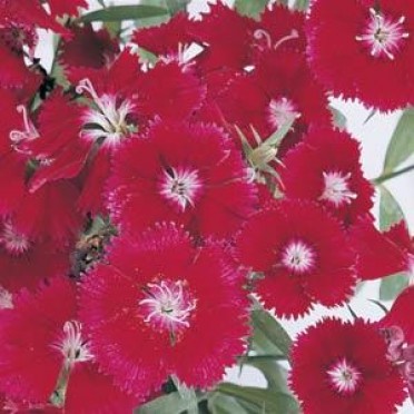 Floral Lace Crimson