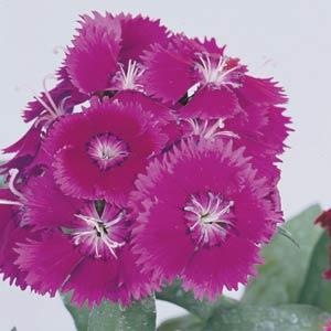 Floral Lace Purple