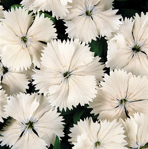 Floral Lace White