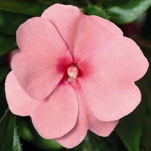 New Guinea Divine Pink