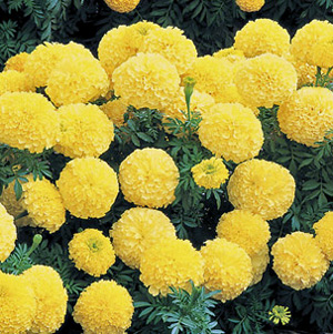 Marigolds African Antigua Yellow
