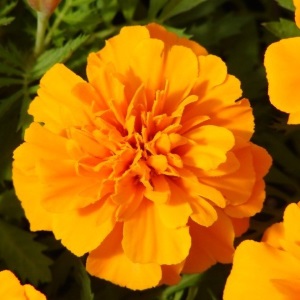 Marigolds Dwarf Bonanza Orange