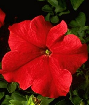 Tritunia Red