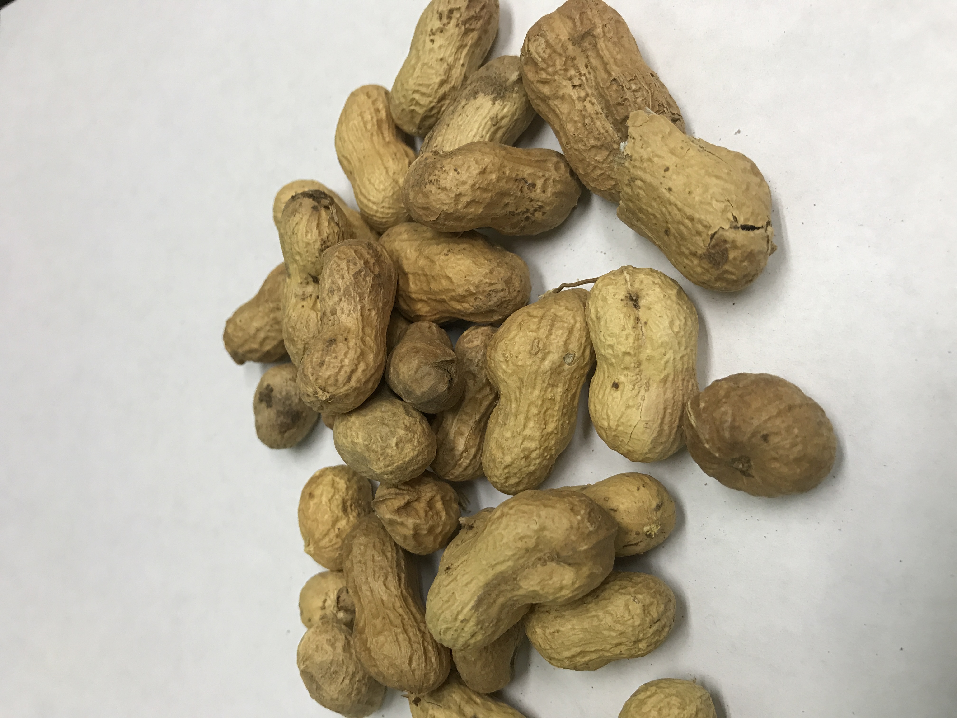 Peanuts In the Shell